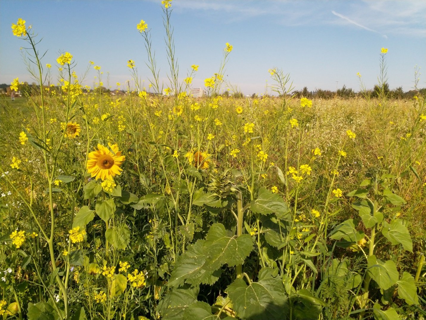 Frühe Saaten wie Sonnenblumen können in der Folgekultur als Durchwuchs zum Problem werden. Abblühende Gründdüngungen sollten deshalb jetzt an der Versamung gehindert werden. (Bild Stefan Stucki)