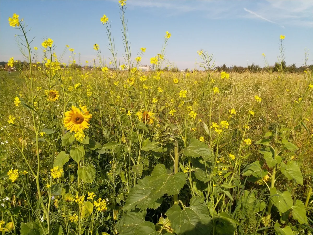 45cb31ff311b49eeae6bec8b81565726218d539b Frühe Saaten wie Sonnenblumen können in der Folgekultur als Durchwuchs zum Problem werden. Abblühende Gründdüngungen sollten deshalb jetzt an der Versamung gehindert werden. (Bild Stefan Stucki)