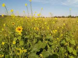 Frühe Saaten wie Sonnenblumen können in der Folgekultur als Durchwuchs zum Problem werden. Abblühende Gründdüngungen sollten deshalb jetzt an der Versamung gehindert werden. (Bild Stefan Stucki)
