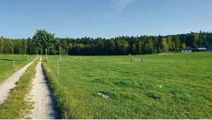 Erneut grüne Weiden erfreuen die Weidebetriebe. Nun können sie noch etwas Grasvorrat für den Herbst heranwachsen lassen.