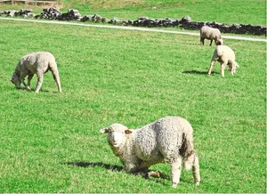 Typisches Anzeichen für Moderhinke: Die Schafe lahmen und grasen auf den Vorderknien.
