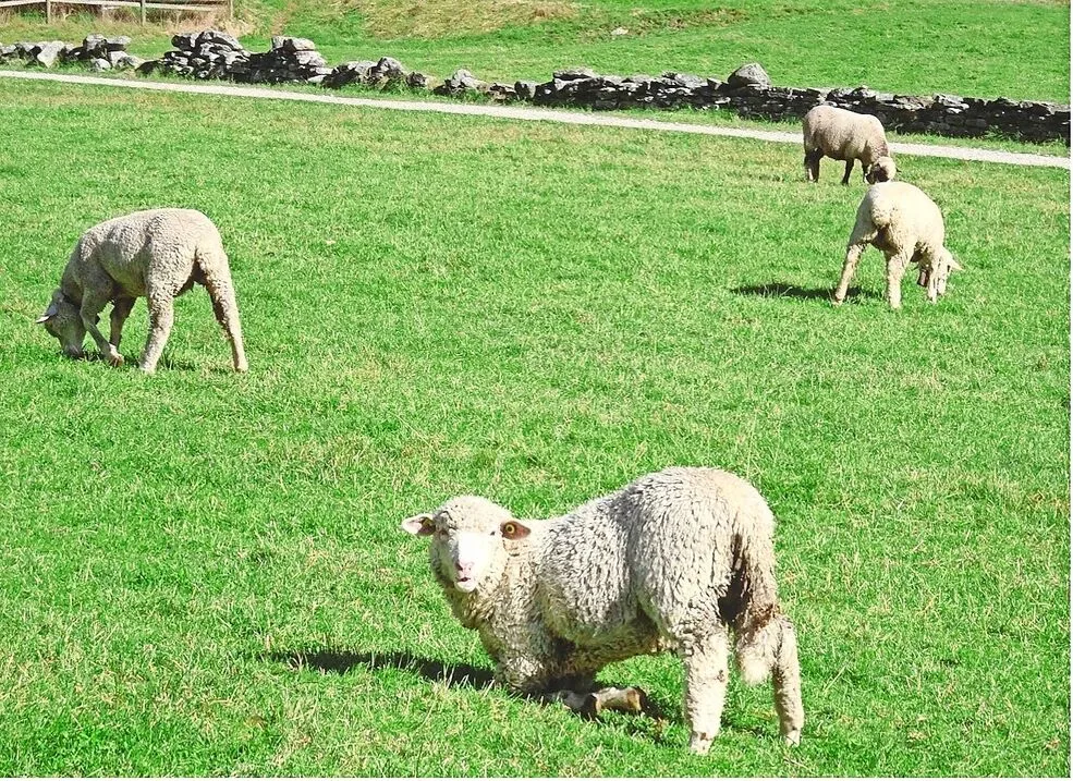 Typisches Anzeichen für Moderhinke: Die Schafe lahmen und grasen auf den Vorderknien.
