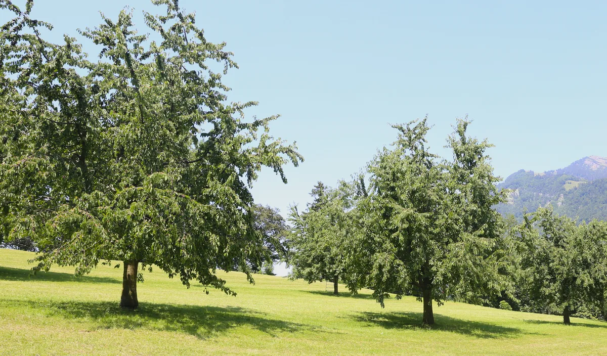 Die Hochstamm-Kirschbäume präsentierten sich heuer vielerorts von ihrer besten Seite. Dank trockenem Frühling und angepassten Pflegemassnahmen verfügten sie über viel Wuchs und gesundes Laub.
