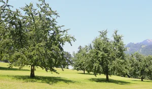 Die Hochstamm-Kirschbäume präsentierten sich heuer vielerorts von ihrer besten Seite. Dank trockenem Frühling und angepassten Pflegemassnahmen verfügten sie über viel Wuchs und gesundes Laub.