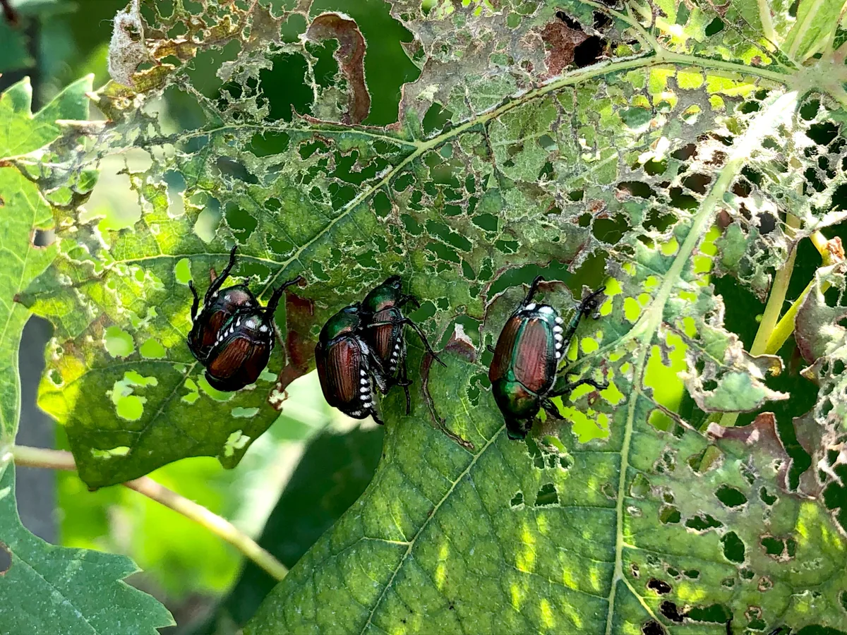 dd9ec4635bb334761a6ee5a68f85a523c31fced7 Seit einigen Jahren breitet sich der aus Japan stammende Blatthornkäfer im Tessin aus. (Bild Agroscope)