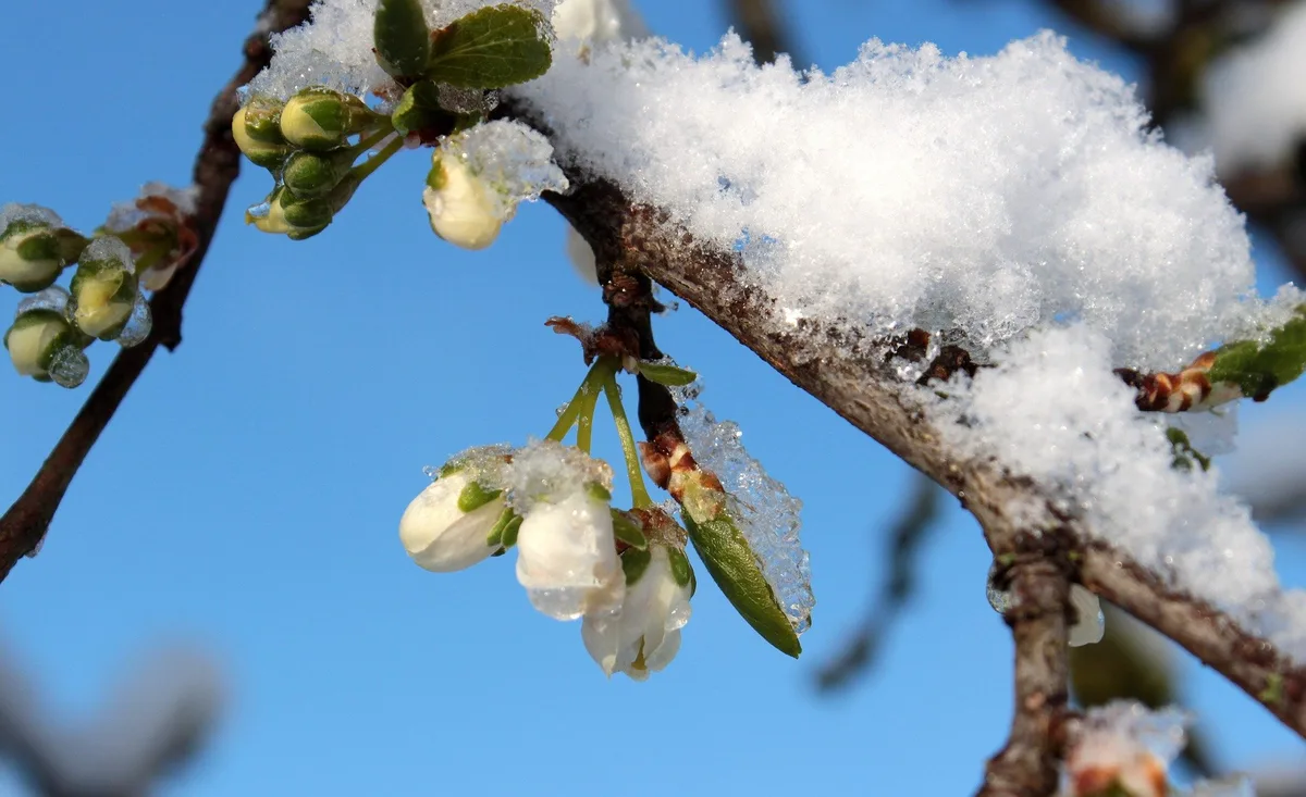 bluete_frost Der Frost scheint für diese Woche überstanden