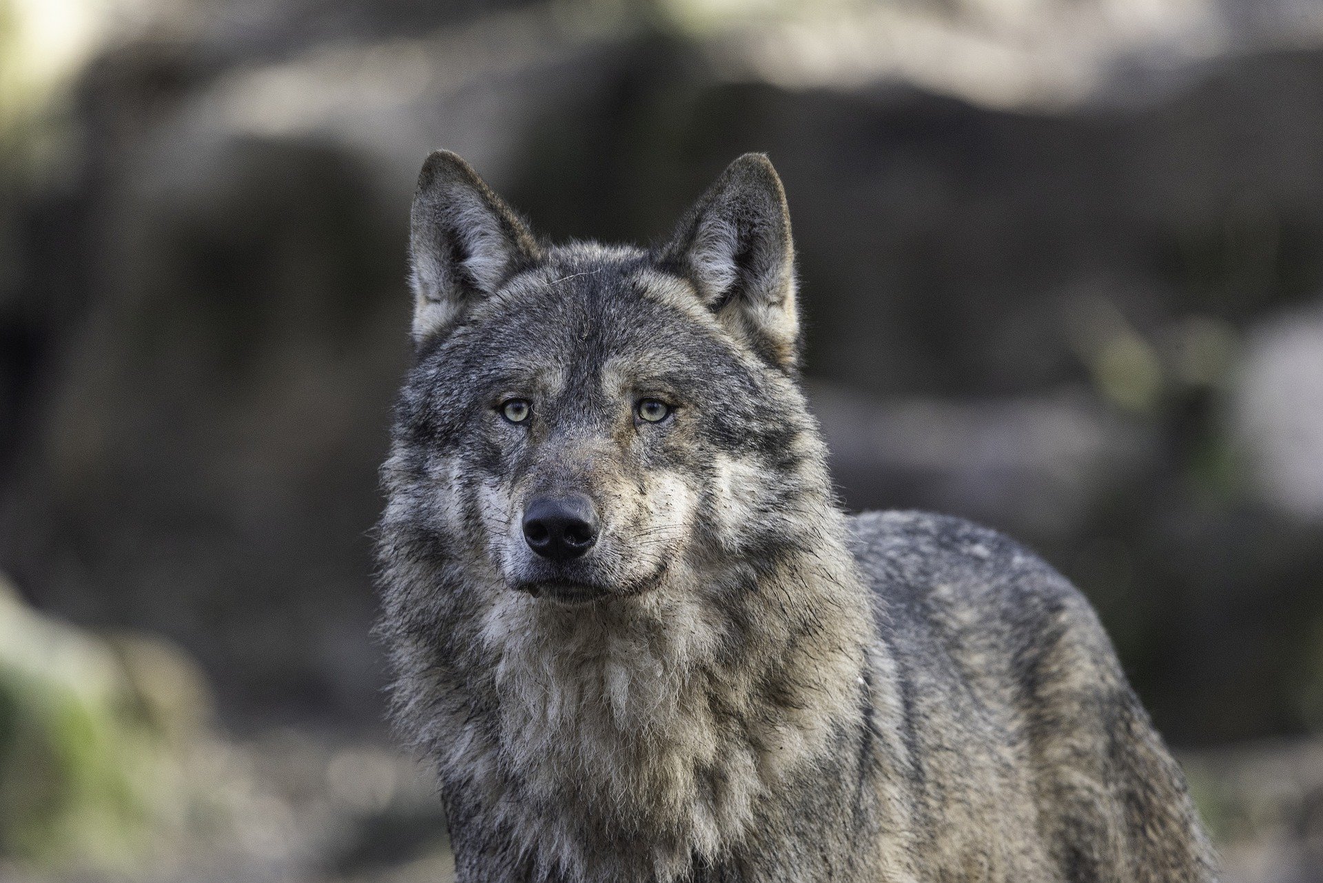 Im Wallis erlegter Wolf hätte nicht geschossen werden dürfen