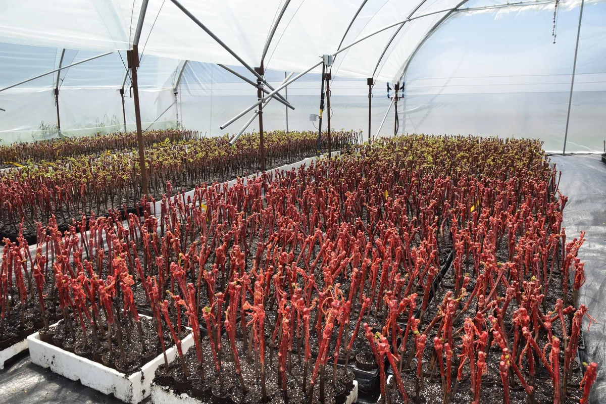 Pe__pinie__re-viticole_Valais_0516_pac_5 So werden in Zukunft die Lizenzgebühren auf neue Rebsorten von Agroscope erhoben