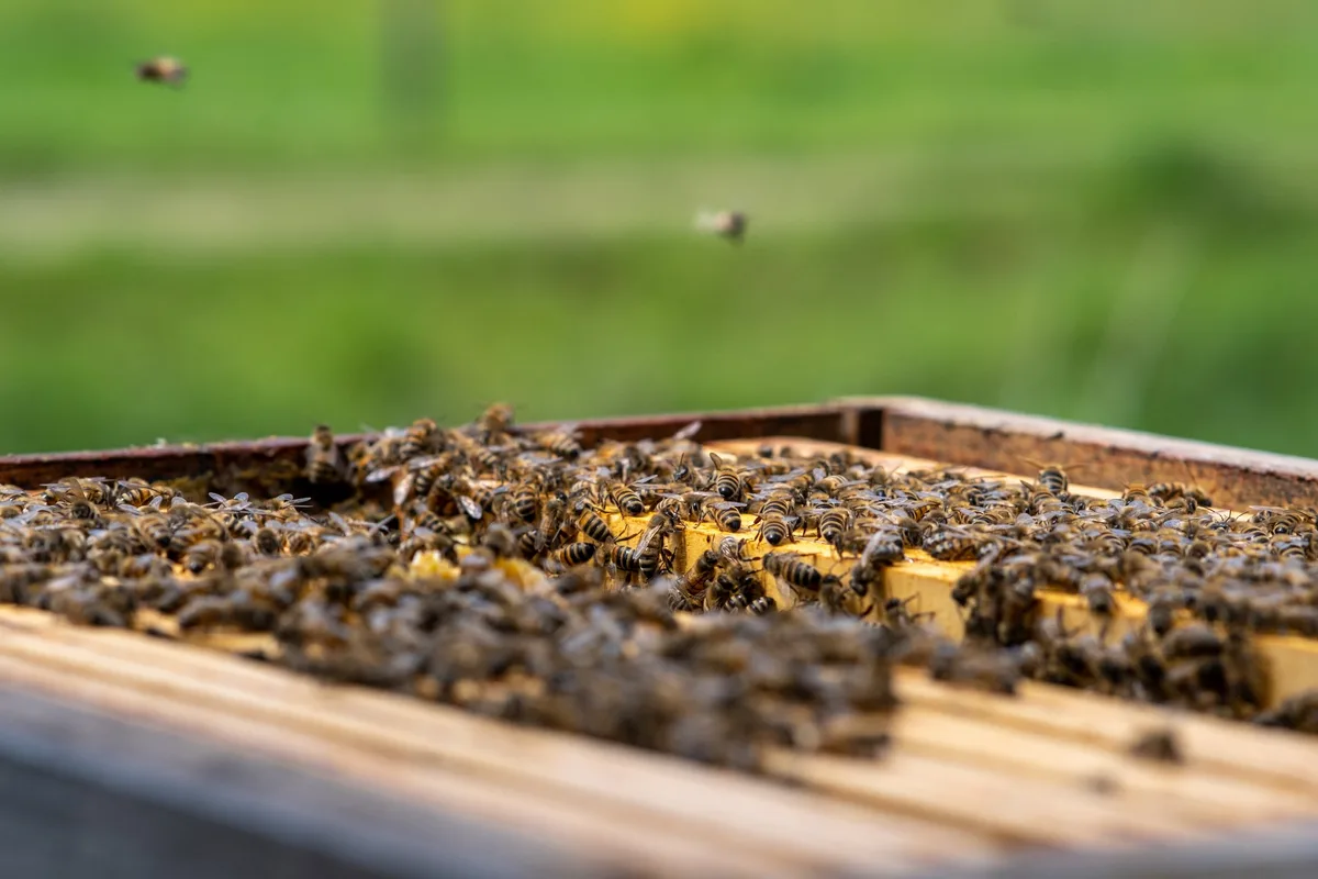 bienenvolk_apisuisse Es sind diesen Winter so viele Bienenvölker eingegangen, wie seit 10 Jahren nicht
