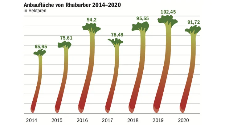 4394a29396995f86d25c4e3cf99c4cb816fcc6af Die Konsumenten scheinen Rhabarber zu mögen, zumindest wurde in den letzten Jahren immer mehr davon in der Schweiz angebaut. (Quelle SZG/Grafik mi)