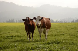 Am grünen Teppich führt kein Weg vorbei. Das wurde am Mitgliedertreffen in Gonten von den Spitzen der SMP und VMMO nochmal deutlich gemacht.