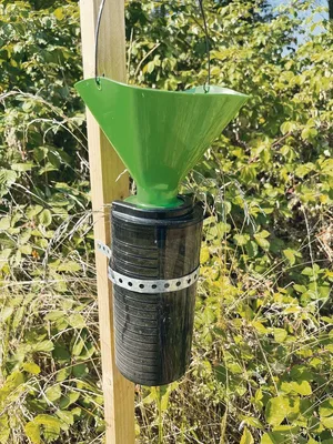 Überall sind Fallen platziert, um Käfer zu fangen.