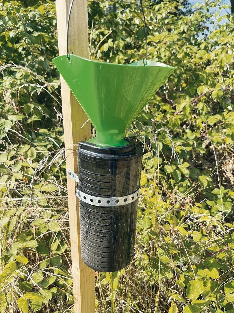Überall sind Fallen platziert, um Käfer zu fangen.