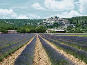 Blühende Lavendelfelder gehören zum typischen Bild der französischen Provence. Das begehrte Lavendelöl aus der Region wird in die ganze Welt exportiert. (Bild Petra Jacob)