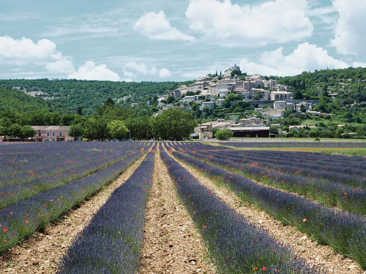 1311ff6dc90b0424886d22c02027b7db3046896a Blühende Lavendelfelder gehören zum typischen Bild der französischen Provence. Das begehrte Lavendelöl aus der Region wird in die ganze Welt exportiert. (Bild Petra Jacob)