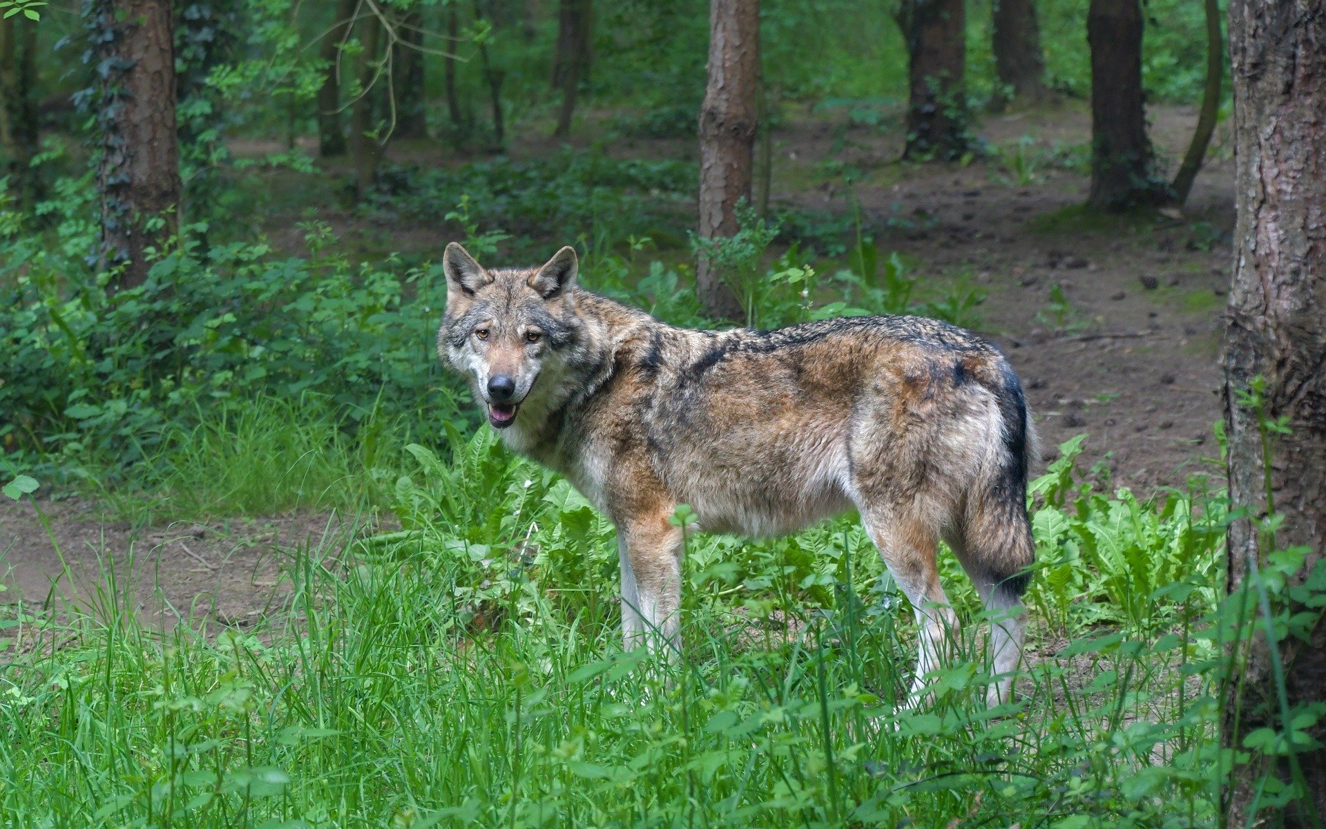St. Gallen bewilligt Abschuss eines Wolfs im Gebiet von Flums