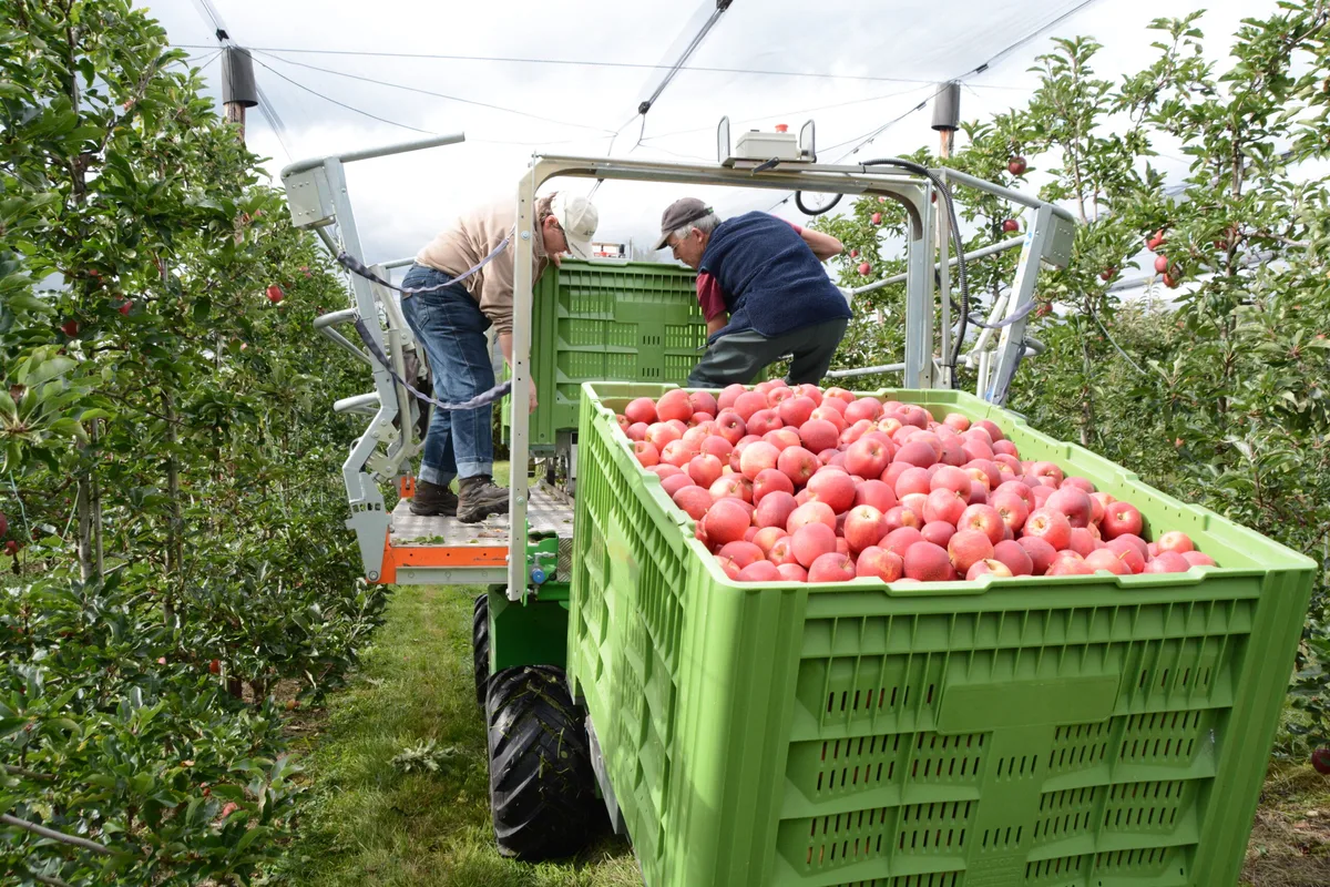 090faec0273dafdbe04d8a7c015a6a7060cc2c5d Begonnen wird die Ernte mit Galmac am 14. August und Gravensteiner am 16. August. Die Ernte von Braeburn beginnt am 23. Oktober. (Symbolbild BauZ)