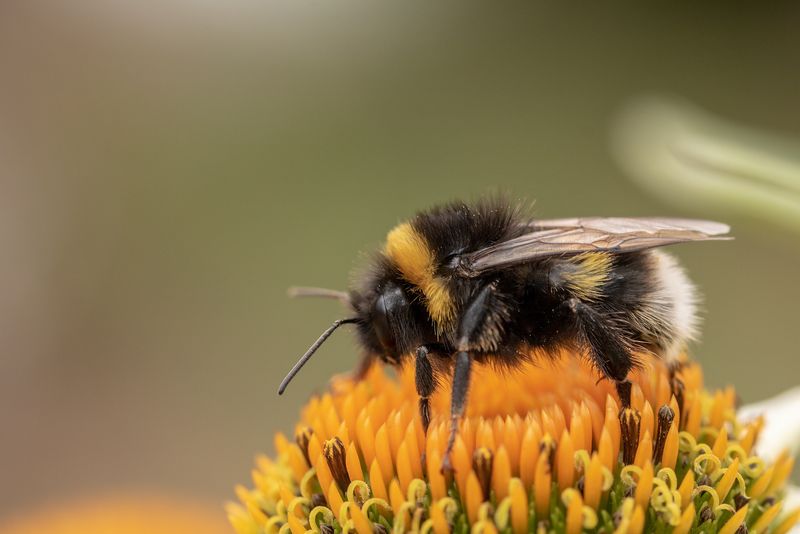 Erdhummeln sind wichtige Bestäuberinsekten – aber sie können mehr. (Bild Pixabay)