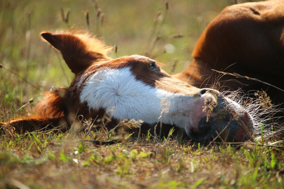 a6b7f6e9f9edfd567741797049c1ba2bb6c43c4c Fohlen liegen gerne draussen im Gras, während ihre Mutter in der Nähe weidet. Manchmal ist es auch eine Amme. (Bild Pixabay)