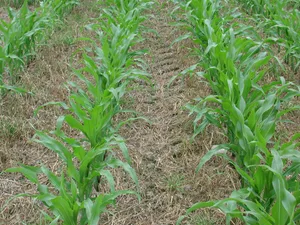 Beim Glarner Landrat wurde für 2018 bis 2021 10,98 Millionen für landwirtschaftliche Direktzahlungen beantragt. (Bild BauZ)