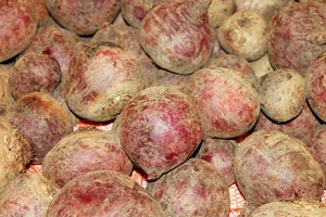 Randen können in der Schweiz das ganze Jahr über aus heimischer Produktion gekauft werden. (Bild pd)