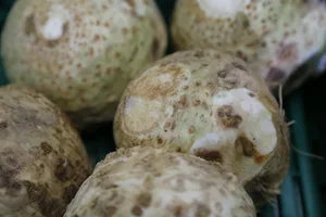 Die knackige Knolle: Knollensellerie enthält ganz viele gesunde Inhaltsstoffe und ätherische Öle sorgen für den würzig-herben Geschmack.