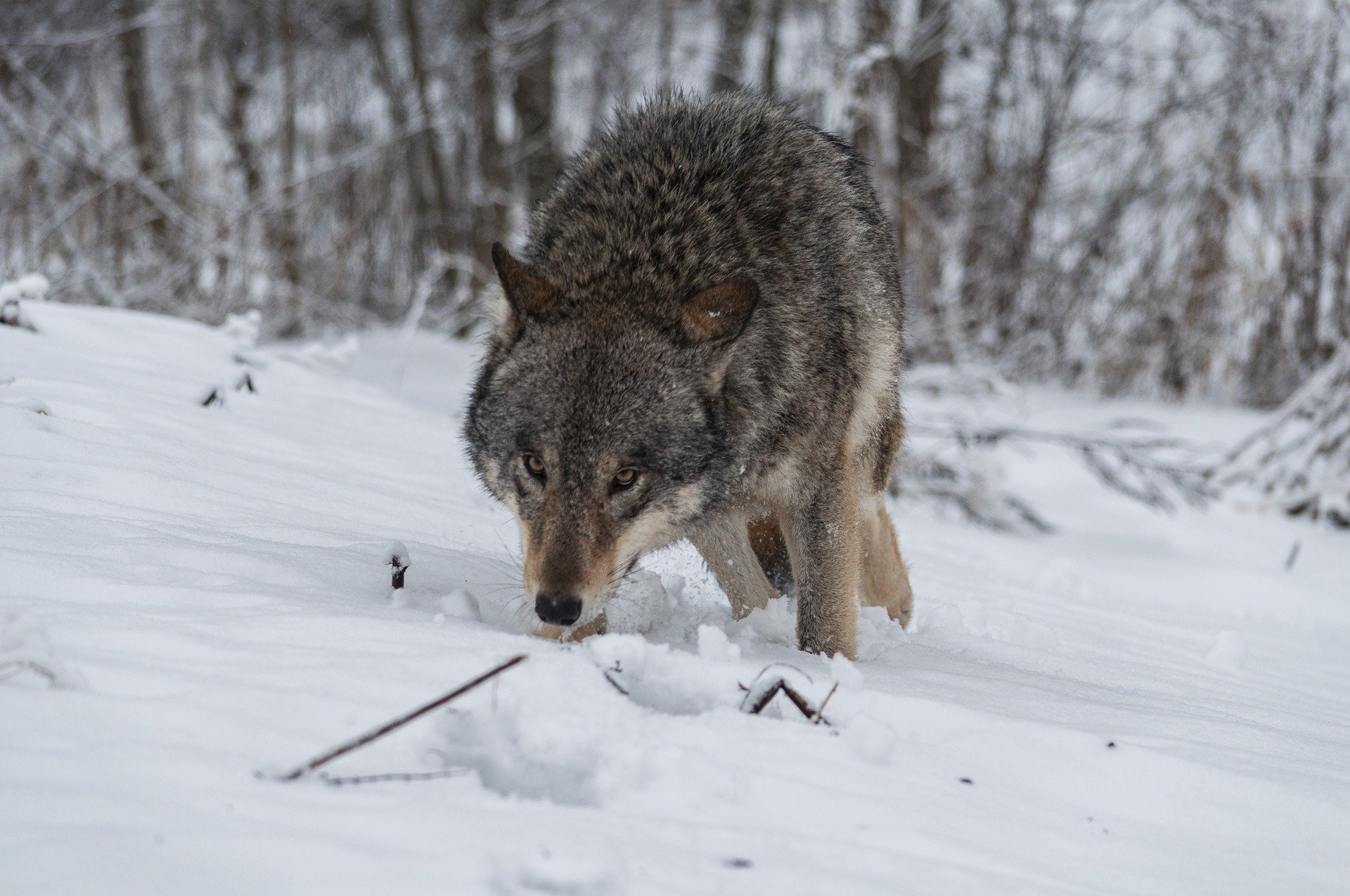 Wolf bei Schwarzenburg im Kanton Bern darf geschossen werden