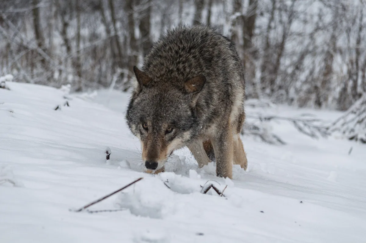 wolf_brig69 Wolf bei Schwarzenburg im Kanton Bern darf geschossen werden