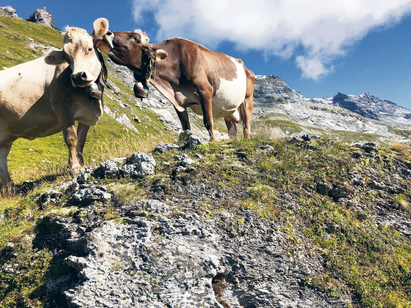 Früher es üblich, dass auf den Alpen mehrere Personen mit dem Unterhalt der  Weide beschäftigt waren.
