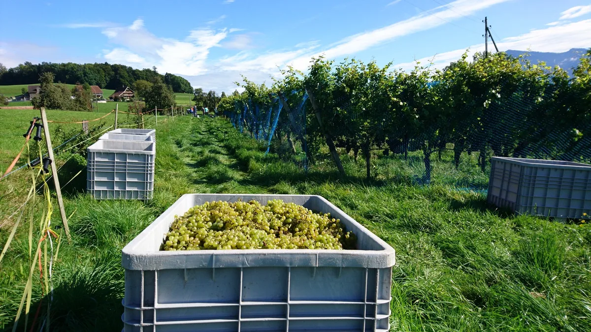 a8a091f95581ef2b424e49665aabf3a6f98a11eb Der Absatz von Schweizer Weinen konnte in allen Regionen gesteigert werden. (Bild Swiss Wine)