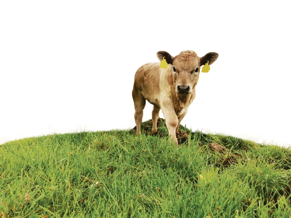 Im Frühling gibt es zu viel Natura-Veal – Grund ist der Wolf