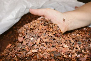Pro Tier und Tag verfüttern Sigrists ein Kilogramm Kakaoschalen. Vom Schokoladenduft schmeckt man in der Futtermischung nichts mehr. Die Generationengemeinschaft Sigrist baute 2019 einen neuen Laufstall für ihre 80 Kühe.