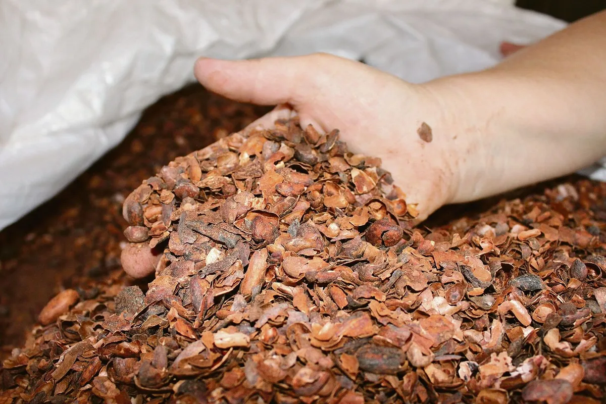 582fae7eb38995f85a256a7a1441f254f8855212702f5532b76cb919ad0e86a1 Pro Tier und Tag verfüttern Sigrists ein Kilogramm Kakaoschalen. Vom Schokoladenduft schmeckt man in der Futtermischung nichts mehr. Die Generationengemeinschaft Sigrist baute 2019 einen neuen Laufstall für ihre 80 Kühe.