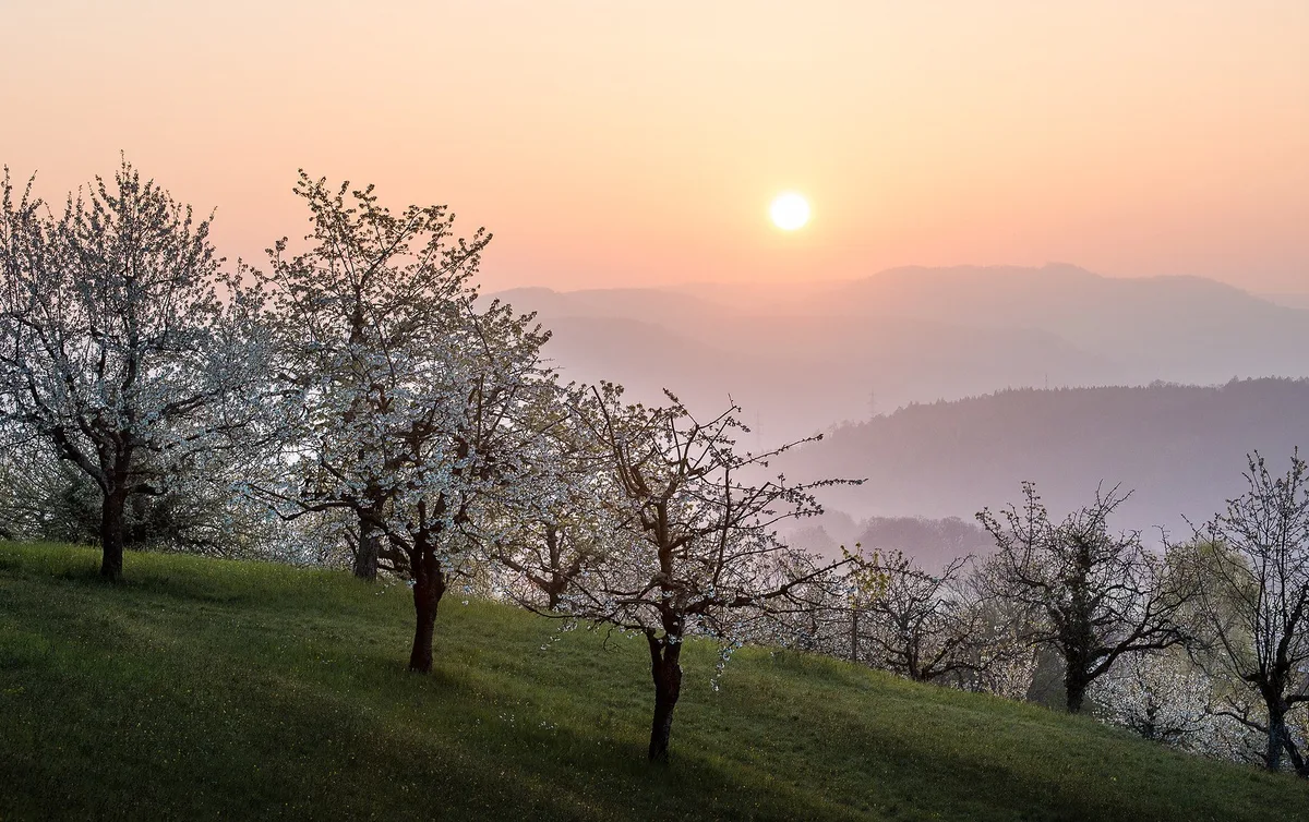 8b3c62d4169256c7bff149f096b087aea61a4290 Hochstamm im Sonnenuntergang: Der Untergang der Bäume scheint abgewendet. (Bild Hochstamm Suisse)