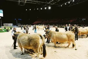 An der Messe haben auch die Fleischrinder ihren grossen Auftritt.(Bild zVg)
