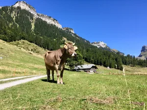 Die Kuh im Mittagslicht, die Farben wirken flach, der Schatten der hochstehenden Sonne gibt einen harten Kontrast. Einzig die Kulisse und der Moment überzeugen.