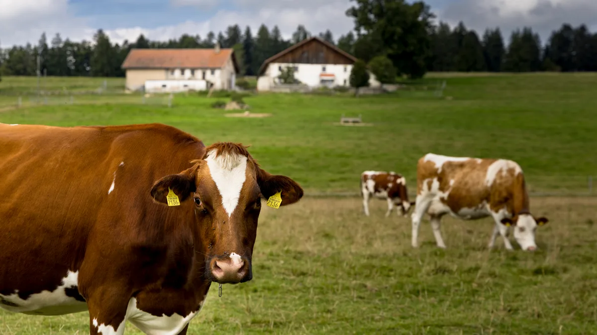 LES FONGES Milch aus Gras. So wäre es vorgesehen. Die Strukturen mit grossen Ställen, mehrMilch pro Kuh und Fütterung an der Fressachse führen dazu, das immer mehr Milch gemolken wird.