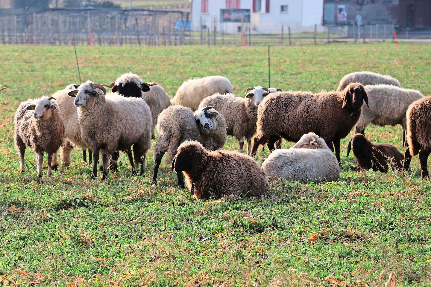 Seit dem 1. Oktober werden alle Schafhaltungen in der Schweiz auf Moderhinke beprobt. Positiv getestete Betriebe werden gesperrt und müssen saniert werden.