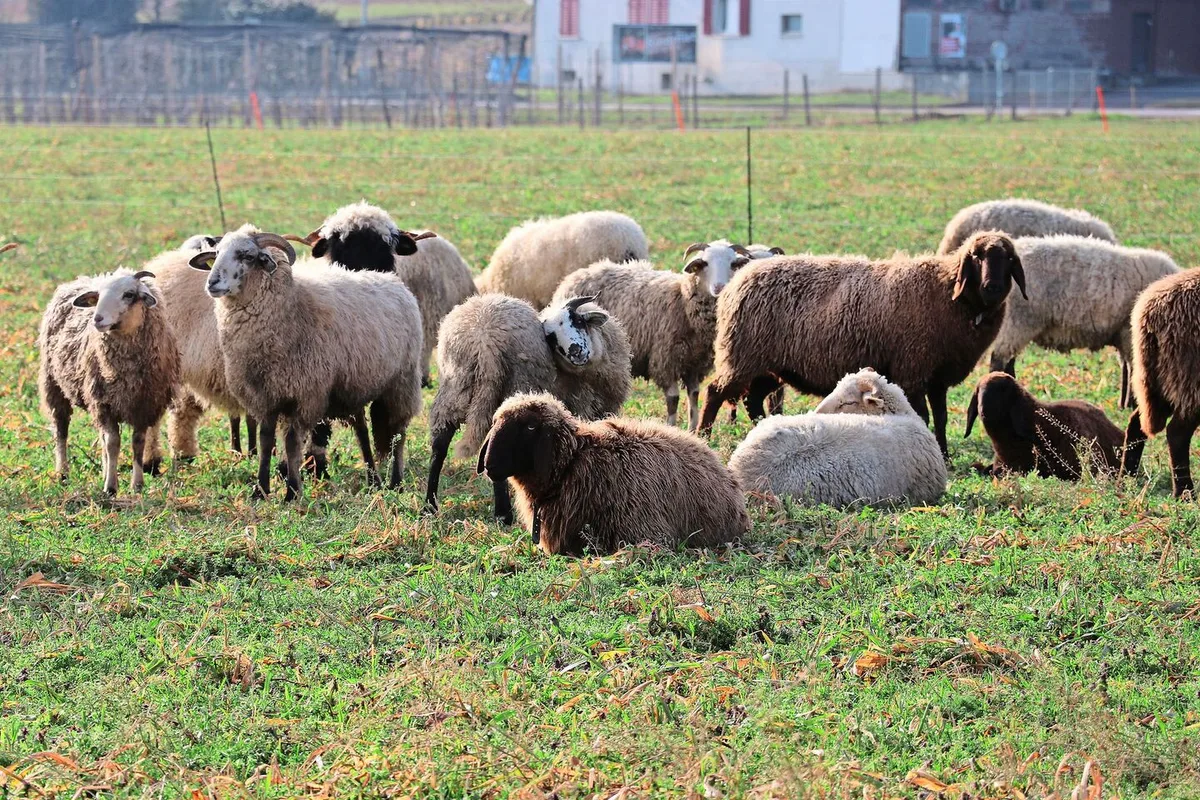 Seit dem 1. Oktober werden alle Schafhaltungen in der Schweiz auf Moderhinke beprobt. Positiv getestete Betriebe werden gesperrt und müssen saniert werden.