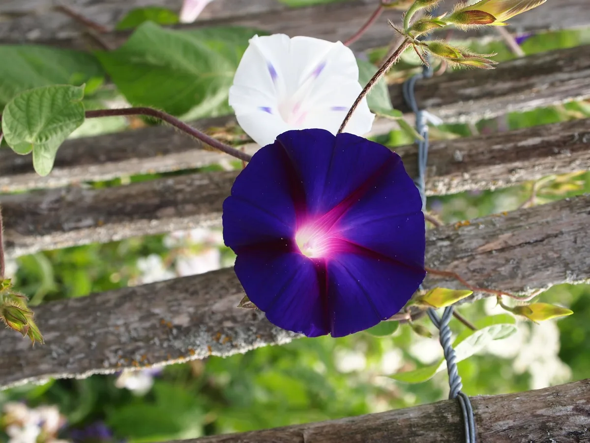 bz-lan2-09-kletter3_pracht-_oder_prunkwinde Kurzlebige Kletterer bringen im Sommer Farbe in den Garten
