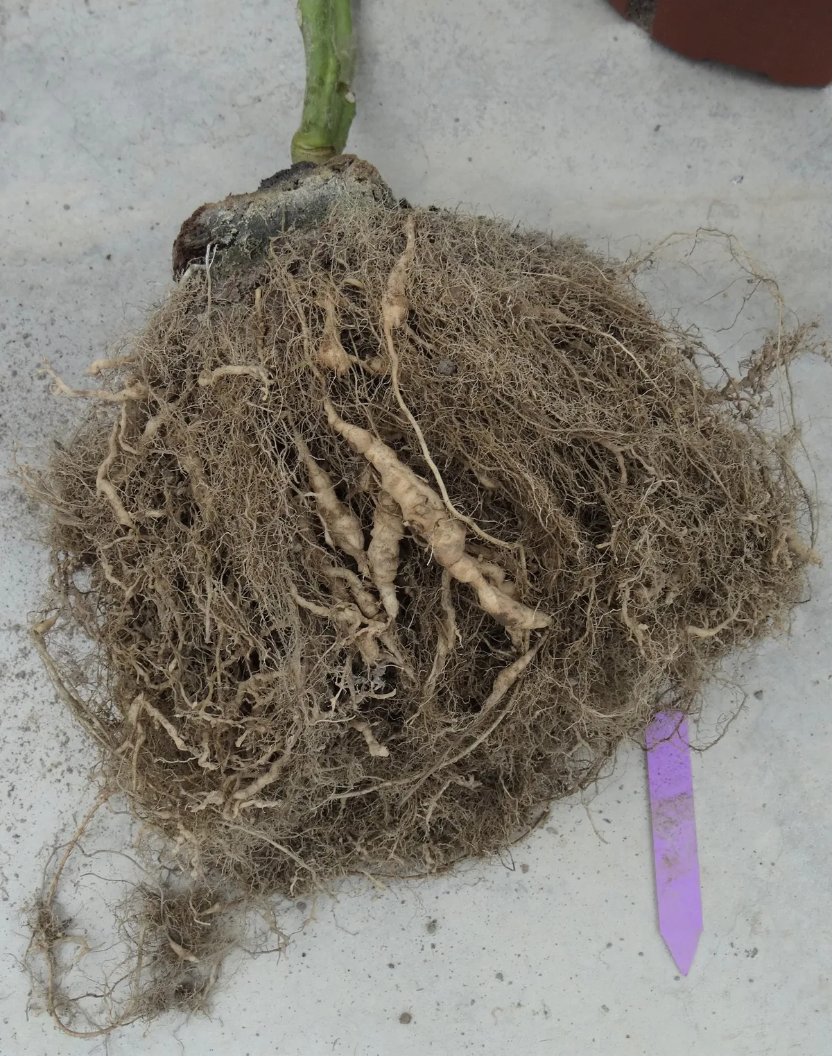 Ist ein Pilz die Lösung gegen Nematoden?