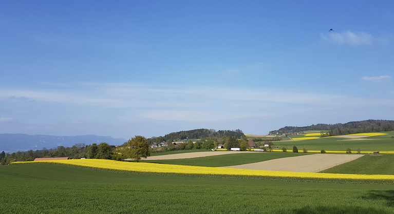 Blühende Rapsfelder dürften künftig öfter zu sehen sein. (Bild lid/ji)