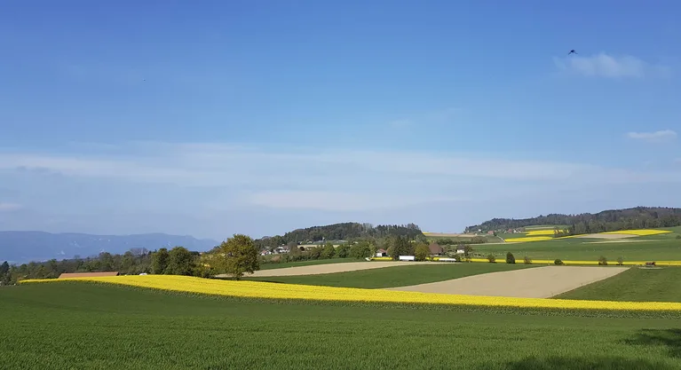 7b1e59234b72d0e6ae9ce3b977d3e4904a2e8a8b Blühende Rapsfelder dürften künftig öfter zu sehen sein. (Bild lid/ji)