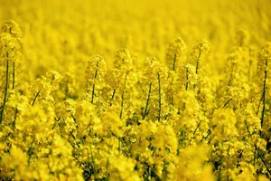 Rapsöl ist beliebt, es gilt als gesund und ist im Gegensatz zu Palmöl ein Schweizer Produkt. (Bild congerdesign / Pixabay)