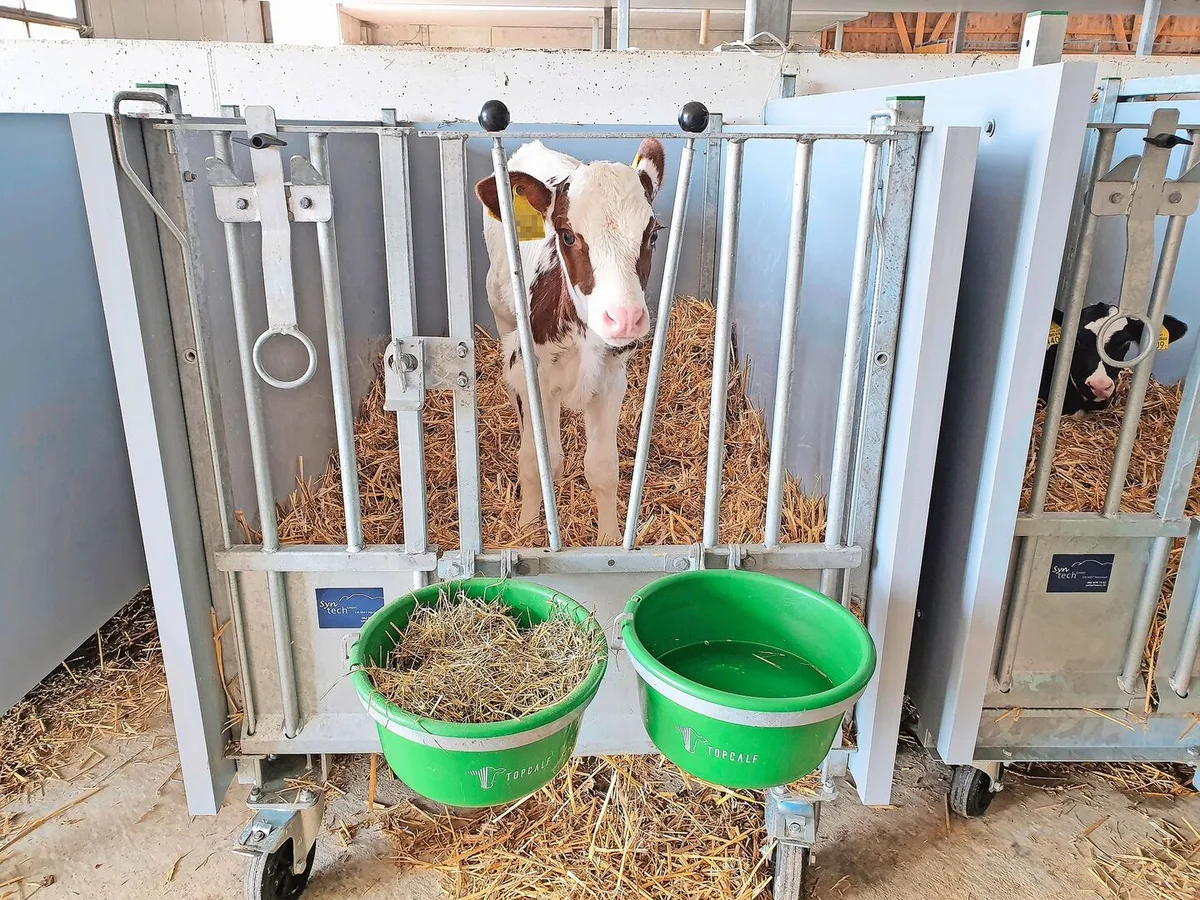 Kälber müssen laut Schweizer Tierschutzverordnung ab dem ersten Lebenstag jederzeit freien Zugang zu Wasser haben.