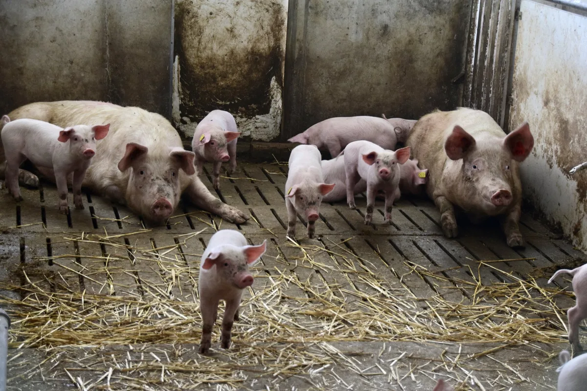 eb169e22ea287aff5ad68daa5a247b9d6a36f0dd Eine verlängerte Säugezeit birgt Potenzial in Sachen Tierwohl für Ferkel. (Bild Lisa McKenna)