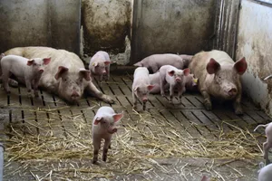 Eine verlängerte Säugezeit birgt Potenzial in Sachen Tierwohl für Ferkel. (Bild Lisa McKenna)