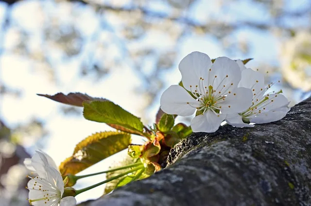 960c6814d4d7820104af42411d2c8a78b77586d3 Kirschblüten sind so sensibel wie sie aussehen: sowohl für die Bestäubung wie auch die Befruchtung braucht es warme Temperaturen. (Bild PIxabay)