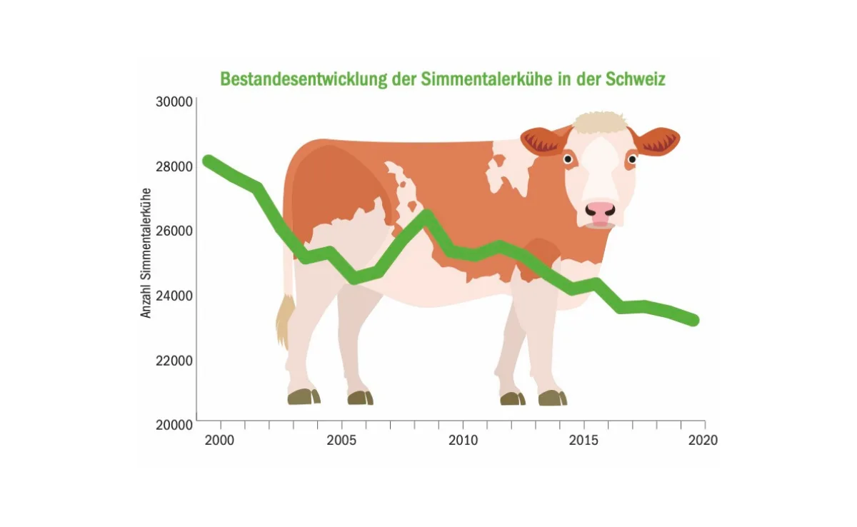 simmentaler-grafik-47 Simmentaler: Ein Stück Heimat im Abwärtstrend