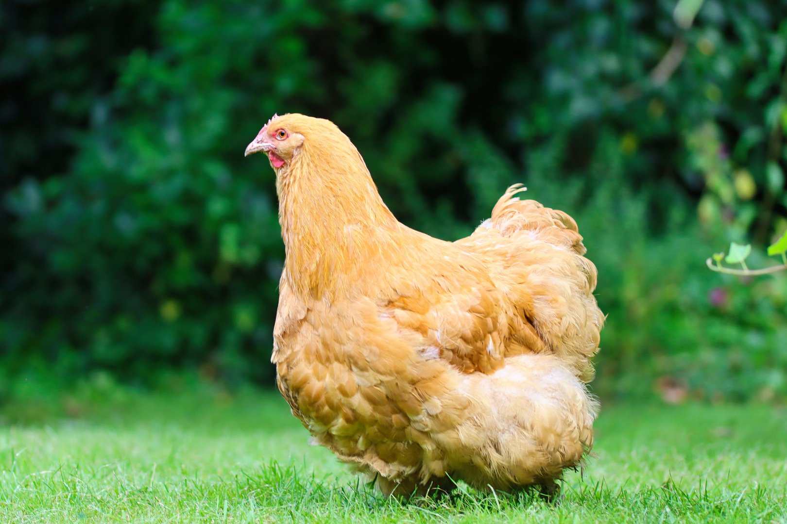 Fünf Hühnerrassen für eine bunte Schar